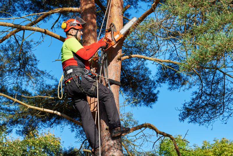 Local Tree Topping pros at work