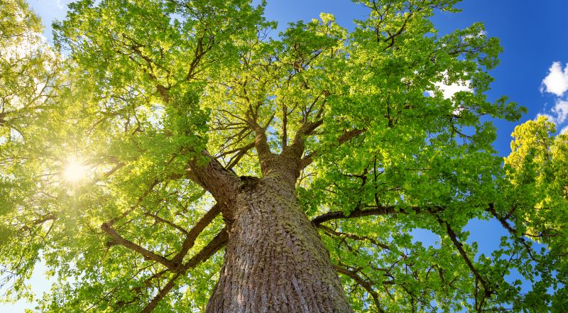 Tree Topping