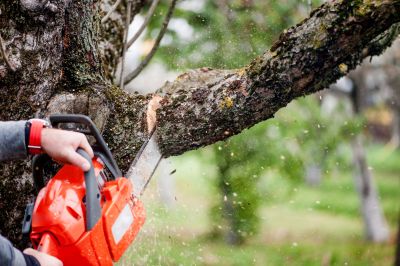 Commercial Tree Service in San Jose, CA