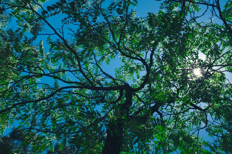 Cost of Tree Topping — Cost of Tree Topping