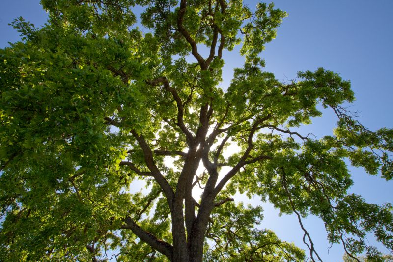 Cost of Tree Topping — Cost of Tree Topping