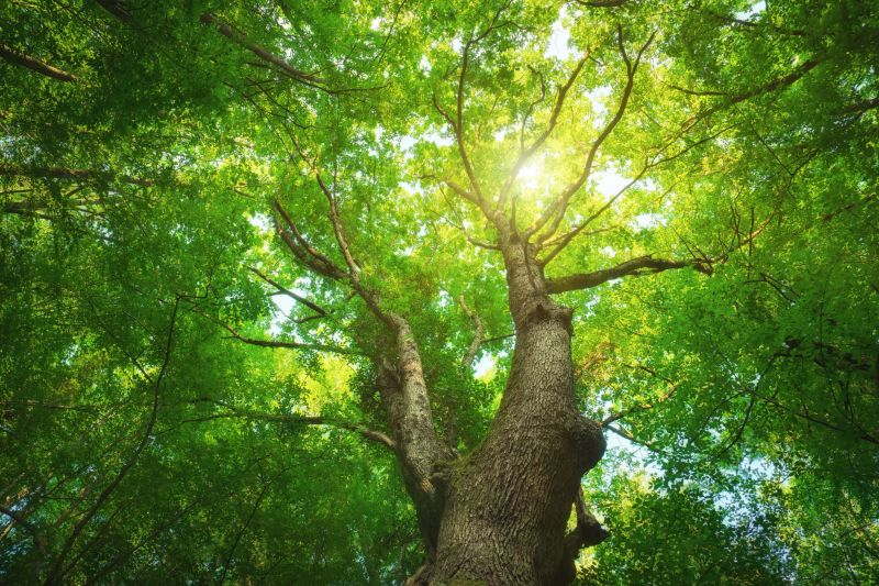 Cost of Tree Topping — Cost of Tree Topping
