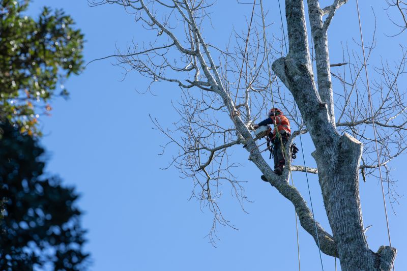 Cost of Tree Topping — Cost of Tree Topping