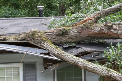 Tree Limb on Roof