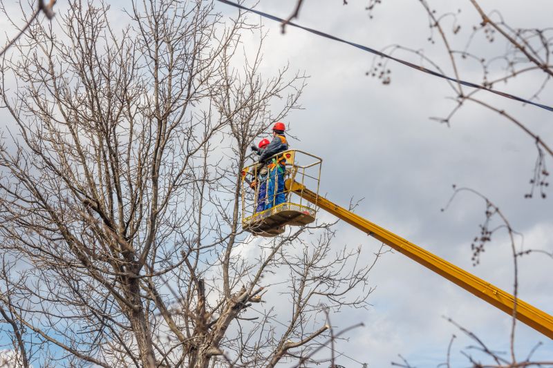 Tree Topping Safety