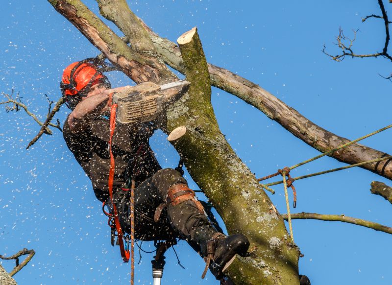 Tree Care Professional