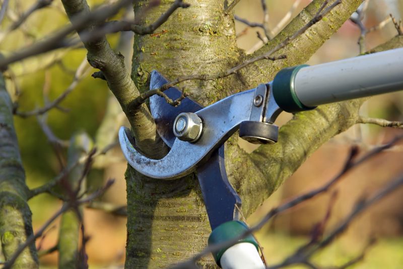 Tree Trimming Service in Doylestown, PA