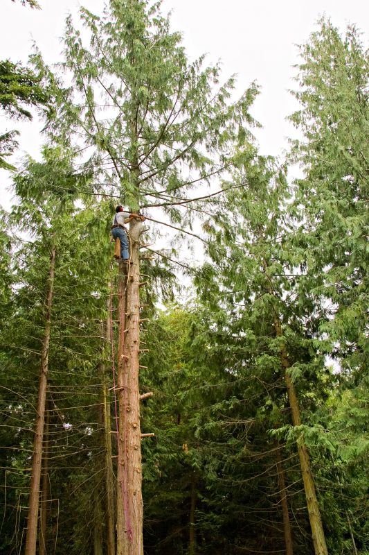 Shape the tree for a more aesthetically pleasing look