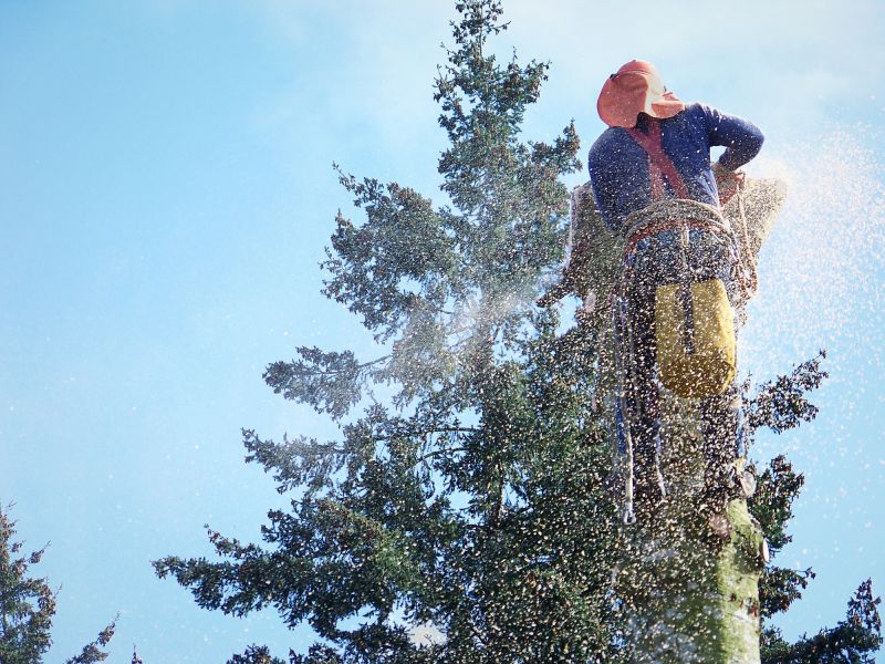 Remove overhanging branches that pose a risk to structures or people
